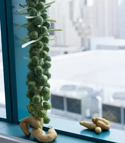 Wolfgang Tillmans, Natureza morta de São Francisco, 2023 (couve de Bruxelas)